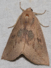 Mnesampela heliochrysa