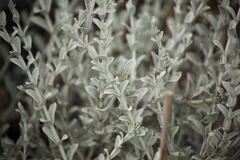 Atriplex cinerea