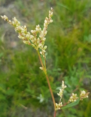 Persicaria angustifolia