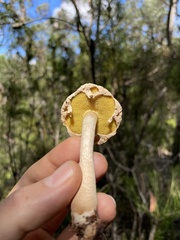 Boletellus ananas