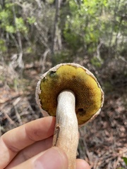 Boletellus ananas