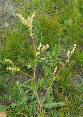 Persicaria angustifolia