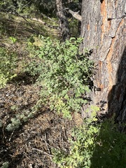 Thalictrum squarrosum