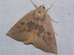 Mnesampela heliochrysa