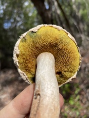 Boletellus ananas
