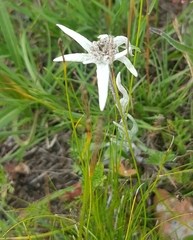 Leontopodium ochroleucum