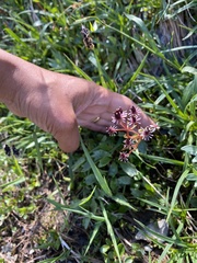 Micranthes razshivinii