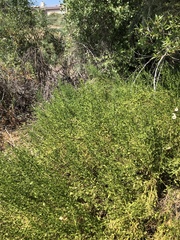 Baccharis pilularis consanguinea