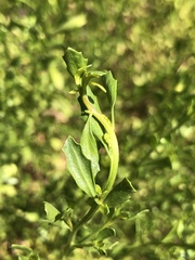 Baccharis pilularis consanguinea