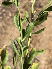 Baccharis pilularis consanguinea