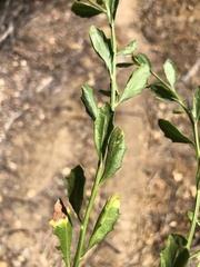 Baccharis pilularis consanguinea