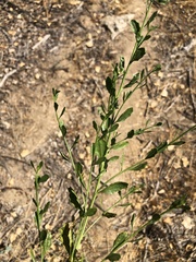 Baccharis pilularis consanguinea