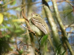 Elaenia sordida