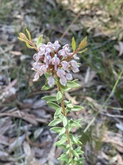 Grevillea phylicoides