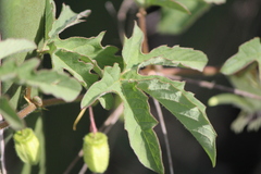 Passiflora bryonioides