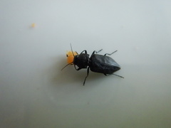 Melanophila acuminata