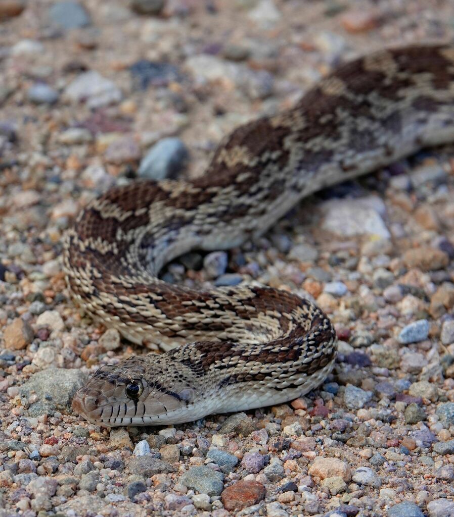 Sonoran Gopher Snake from Pima County, AZ, USA on August 11, 2022 at 10 ...