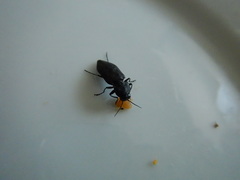 Melanophila acuminata