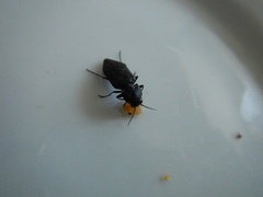 Melanophila acuminata