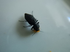 Melanophila acuminata