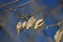 Diphysa occidentalis