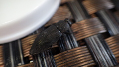 Melanophila acuminata