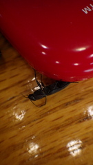 Melanophila acuminata