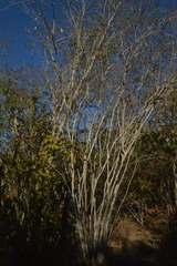 Diphysa occidentalis