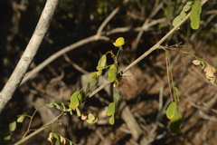 Diphysa occidentalis