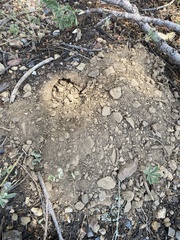 Thomomys monticola