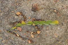 Diphysa occidentalis