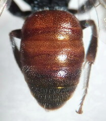 Sphecodes schenckii