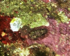 Onithochiton quercinus