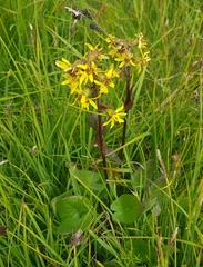 Ligularia sibirica