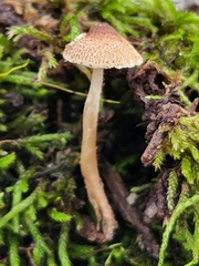 Lepiota