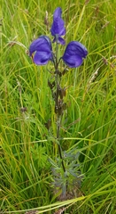 Aconitum baicalense