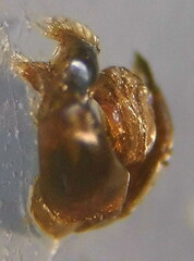 Sphecodes schenckii