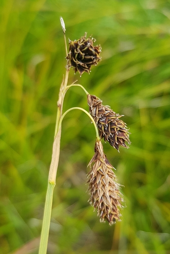 Carex aterrima (Carex aterrima)