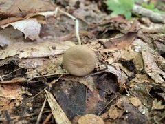 Oudemansiella limonispora