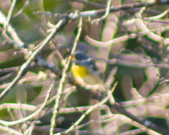 Setophaga americana image