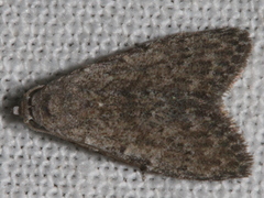 Nola pleurosema