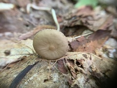 Oudemansiella limonispora
