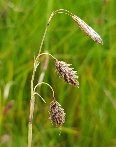 Carex aterrima (Carex aterrima)