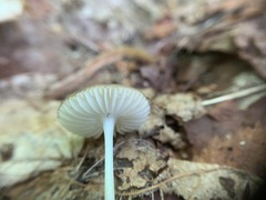 Oudemansiella limonispora