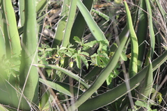 Passiflora bryonioides