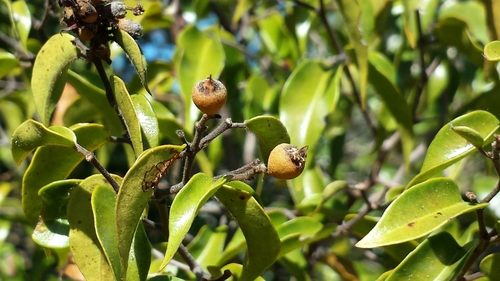 Leptolaena cuspidata