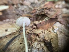 Oudemansiella limonispora