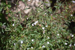 Stevia trifida