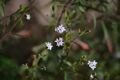 Stevia trifida