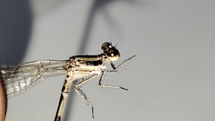 Argia oculata